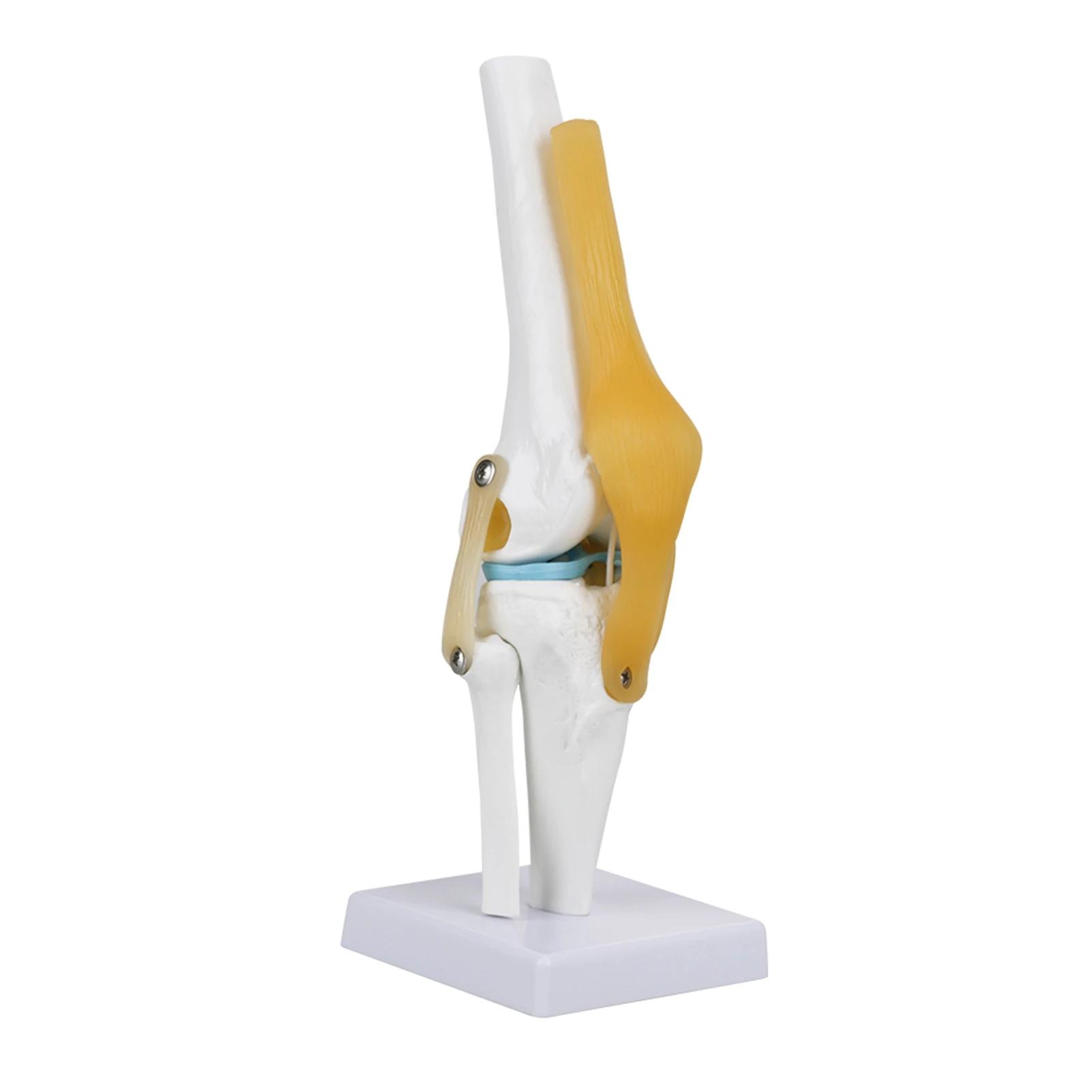 Анатомическая модель коленного сустава в натуральную величину Модель коленного сустава человека для изучения анатомии скелета Обучение с моделью связок Модель коленного сустава белый KITCHEN-MALL