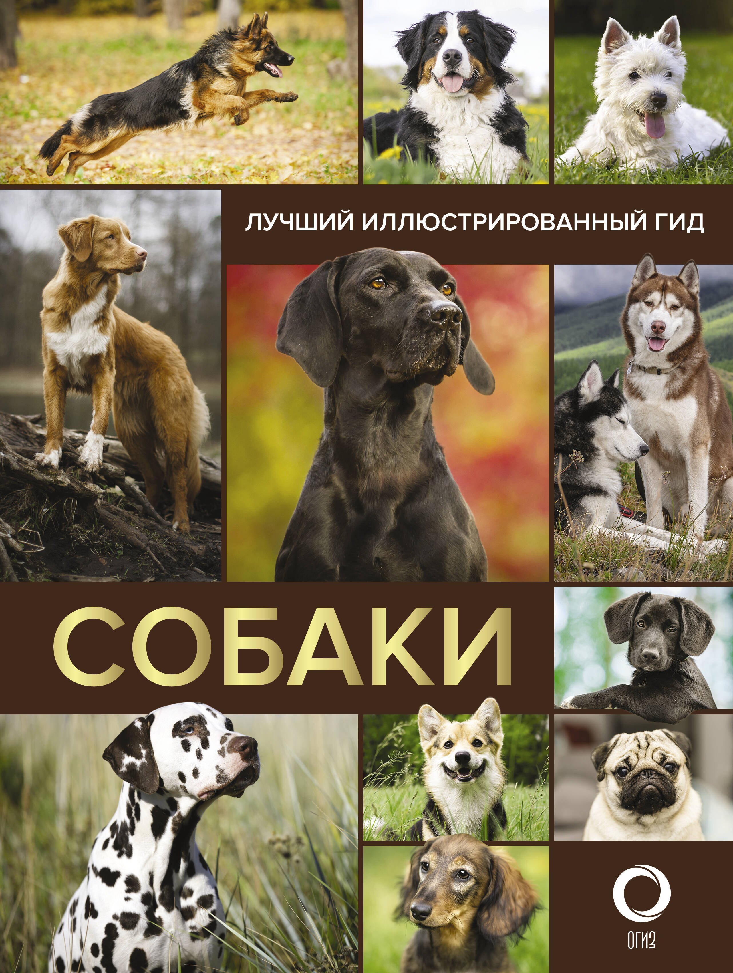 Собаки. Лучший иллюстрированный гид Читай-город