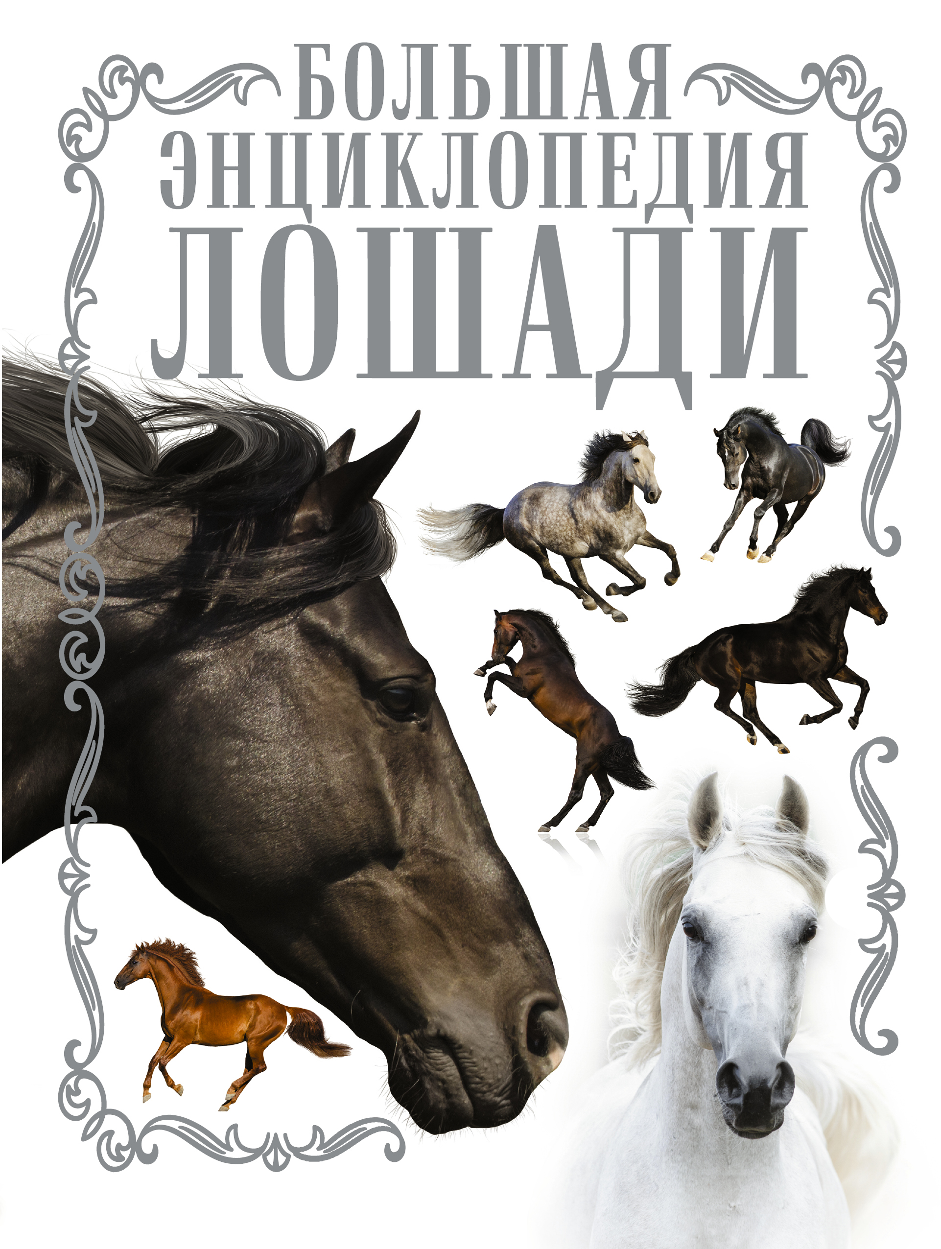 Лошади. Большая энциклопедия Читай-город