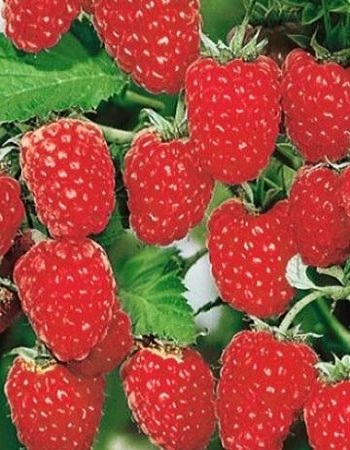 Малина ремонтантная Геракл (Rubus idaeus) АгроСемФонд