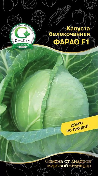 Капуста белокочанная Фарао F1 (Bejo Zaden) 15шт. цв.п. АгроСемФонд