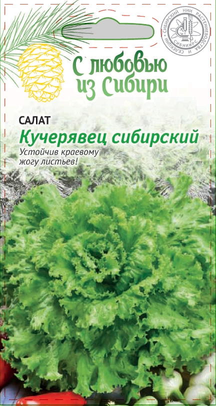 Салат Кучерявец сибирский 1 гр цв.п (Сибирская серия) АгроСемФонд