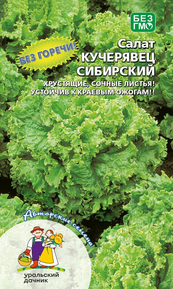 Салат Кучерявец сибирский (УД) 0,3 гр цв.п АгроСемФонд