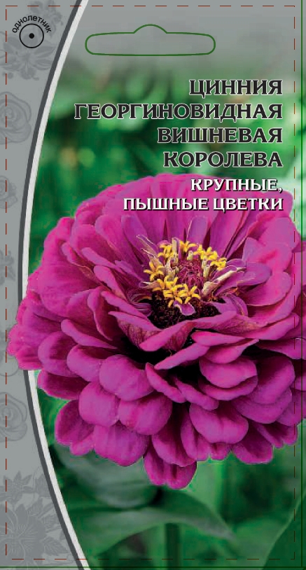 Цинния георгиновидная Вишневая королева 0,5 гр АгроСемФонд