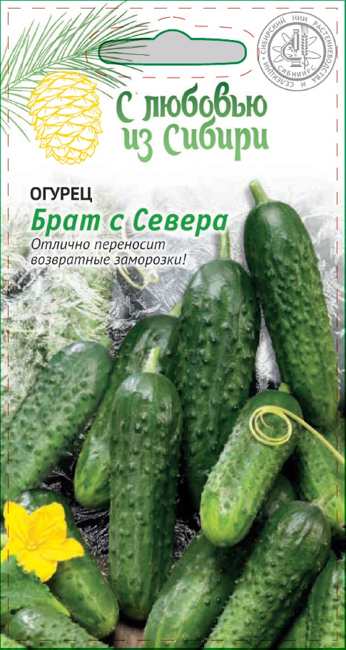 Огурец Брат с Севера (Сибирская серия) 0,25 гр цв.п. АгроСемФонд
