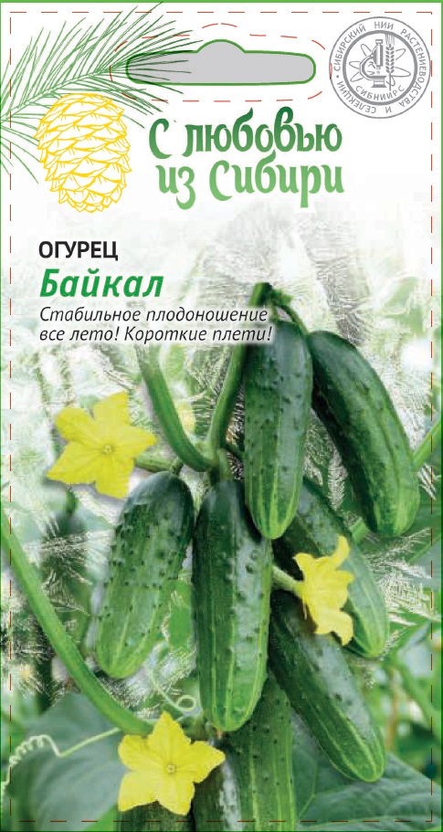 Огурец Байкал 0,25 гр цв.п. (Сибирская серия) АгроСемФонд