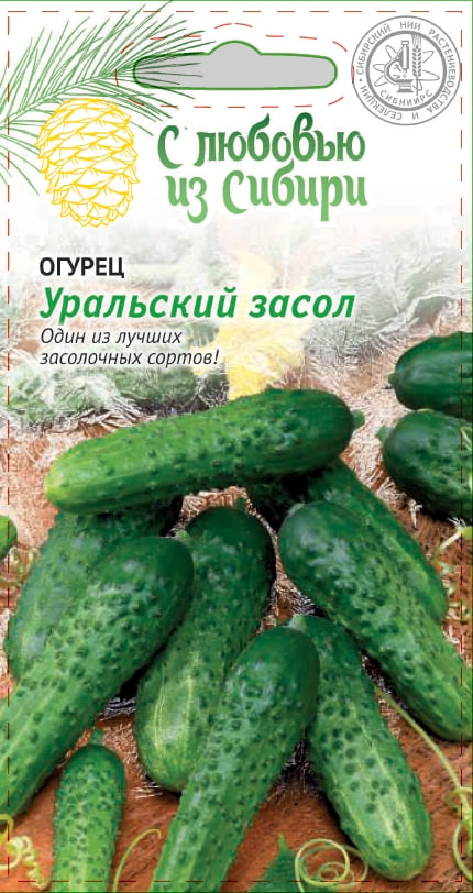 Огурец Уральский засол 0,25 гр цв.п. (Сибирская серия) АгроСемФонд