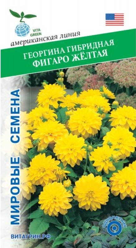 Георгина Фигаро гибридная желтая (PanAmerican Seed) 10 шт. АгроСемФонд