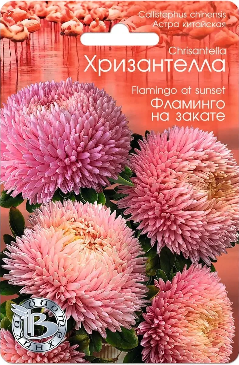 Астра Хризантелла Фламинго на закате 30 шт АгроСемФонд