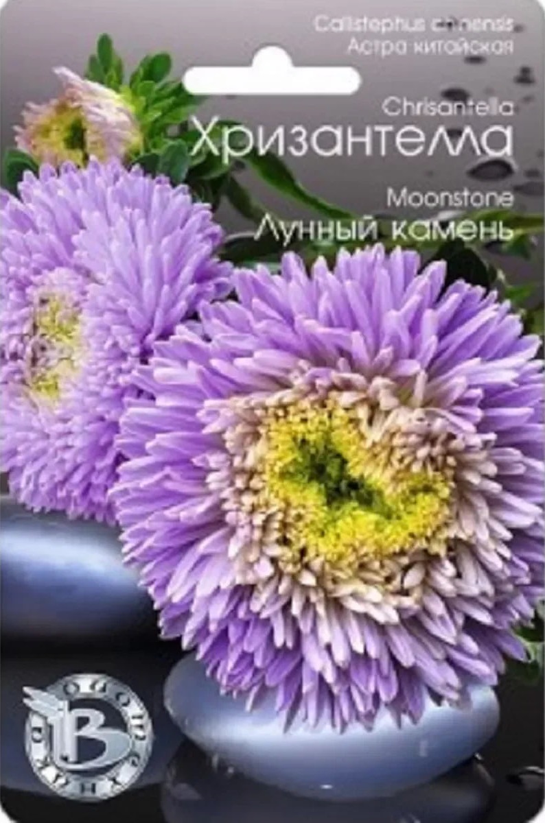 Астра Хризантелла Лунный камень 30 шт АгроСемФонд