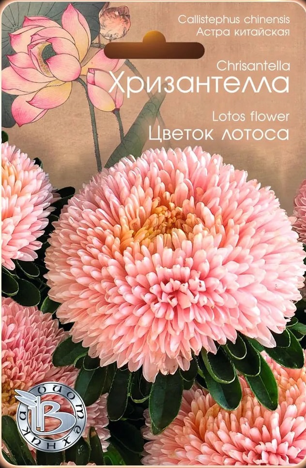 Астра Хризантелла Цветок Лотоса 30 шт АгроСемФонд