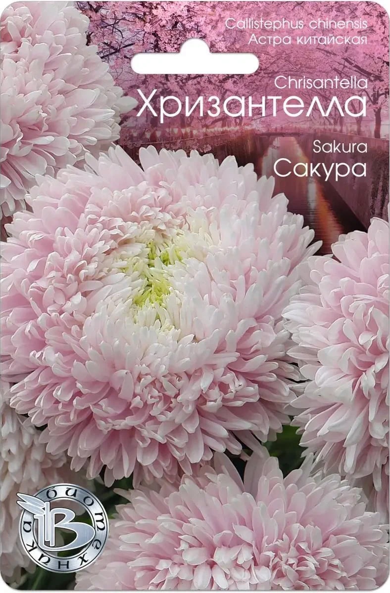 Астра Хризантелла Сакура 30 шт АгроСемФонд