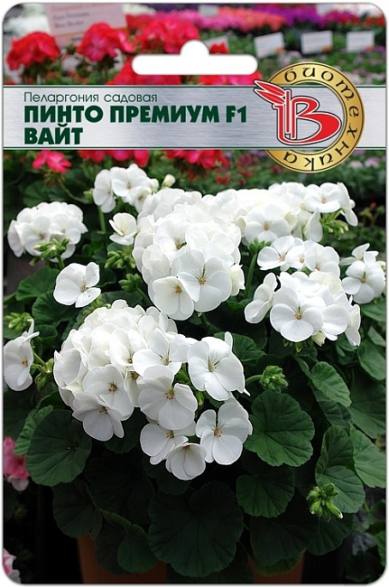 Пеларгония садовая Пинто Премиум F1 Вайт 5 шт АгроСемФонд