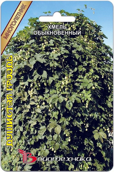 Хмель обыкновенный Душистая гроздь 30 шт АгроСемФонд