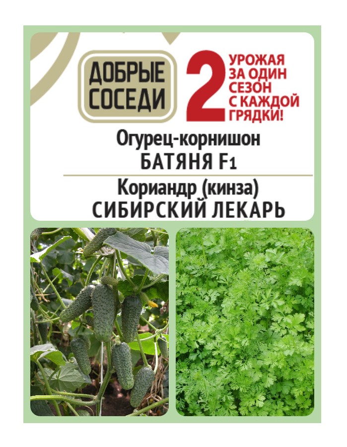 Огурец-корнишон БАТЯНЯ F1 и Кориандр (кинза) СИБИРСКИЙ ЛЕКАРЬ АгроСемФонд