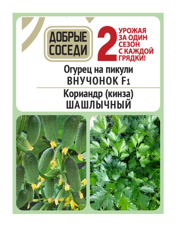 Огурец на пикули ВНУЧОНОК F1 и Кориандр (кинза) ШАШЛЫЧНЫЙ АгроСемФонд