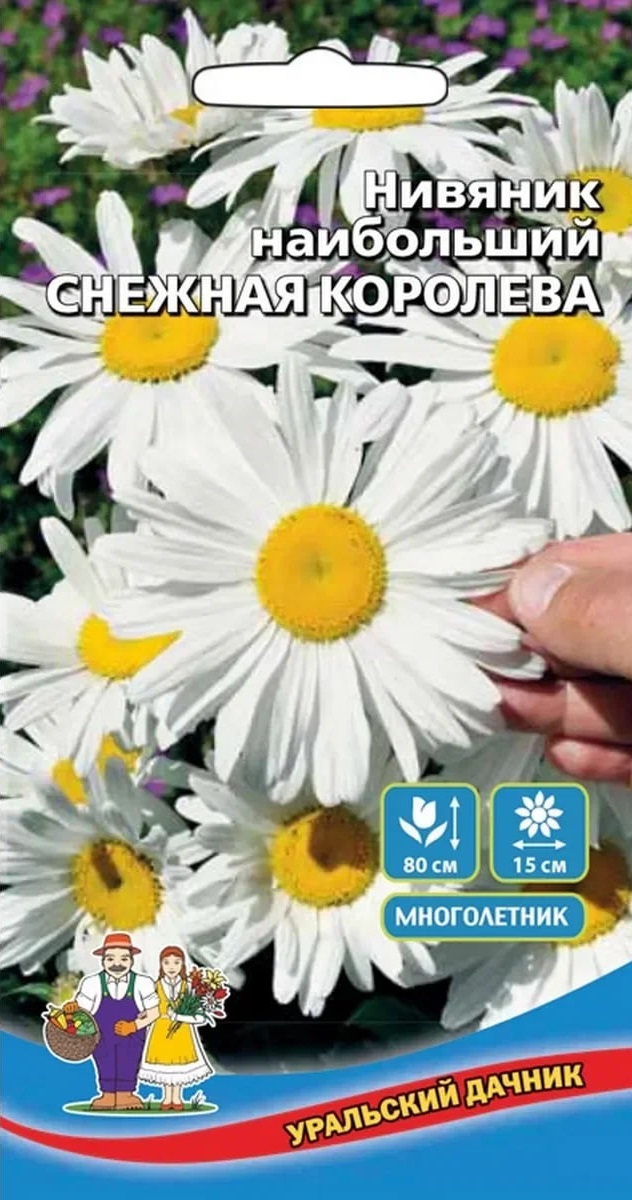 Нивяник наибольший Снежная королева (УД) 0,15 гр цв п АгроСемФонд