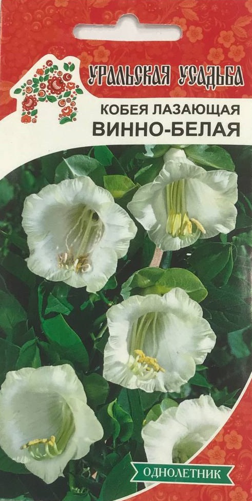 Кобея лазающая Винно-белая (УД) 3 шт цв п АгроСемФонд