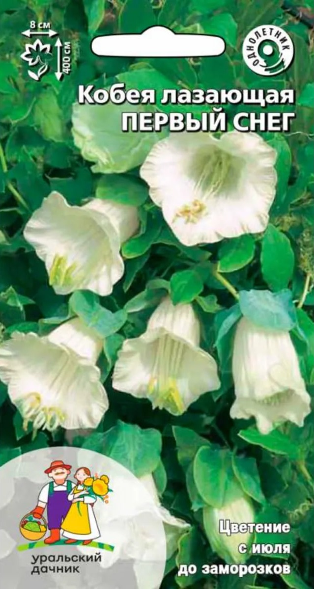 Кобея лазающая Первый снег (УД) 3 шт цв п АгроСемФонд