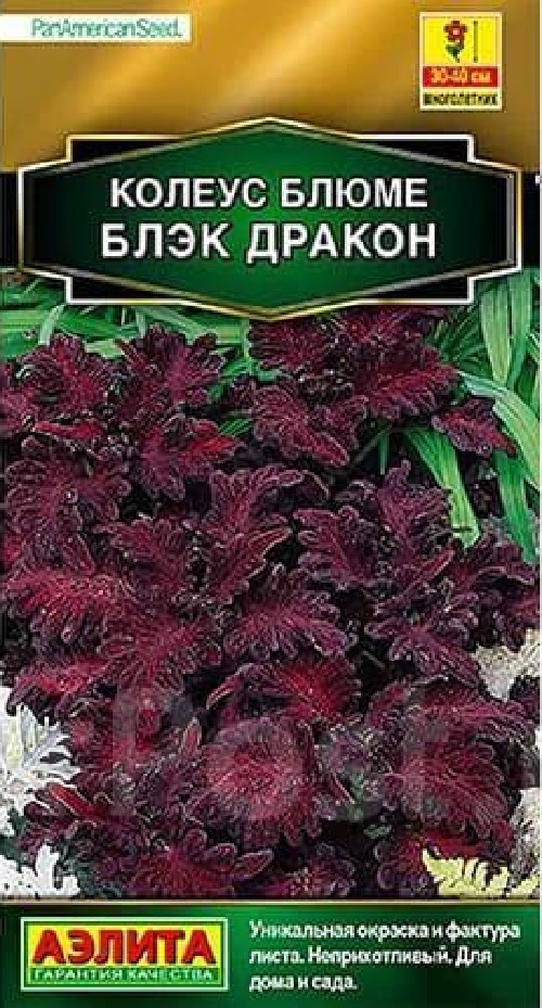 Колеус блюме Блэк дракон (Аэлита) 5 шт АгроСемФонд