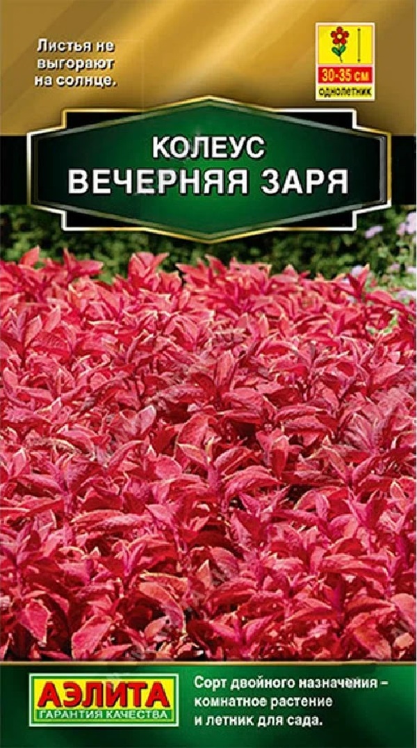 Колеус блюме Вечерняя заря (Аэлита) 5 шт АгроСемФонд