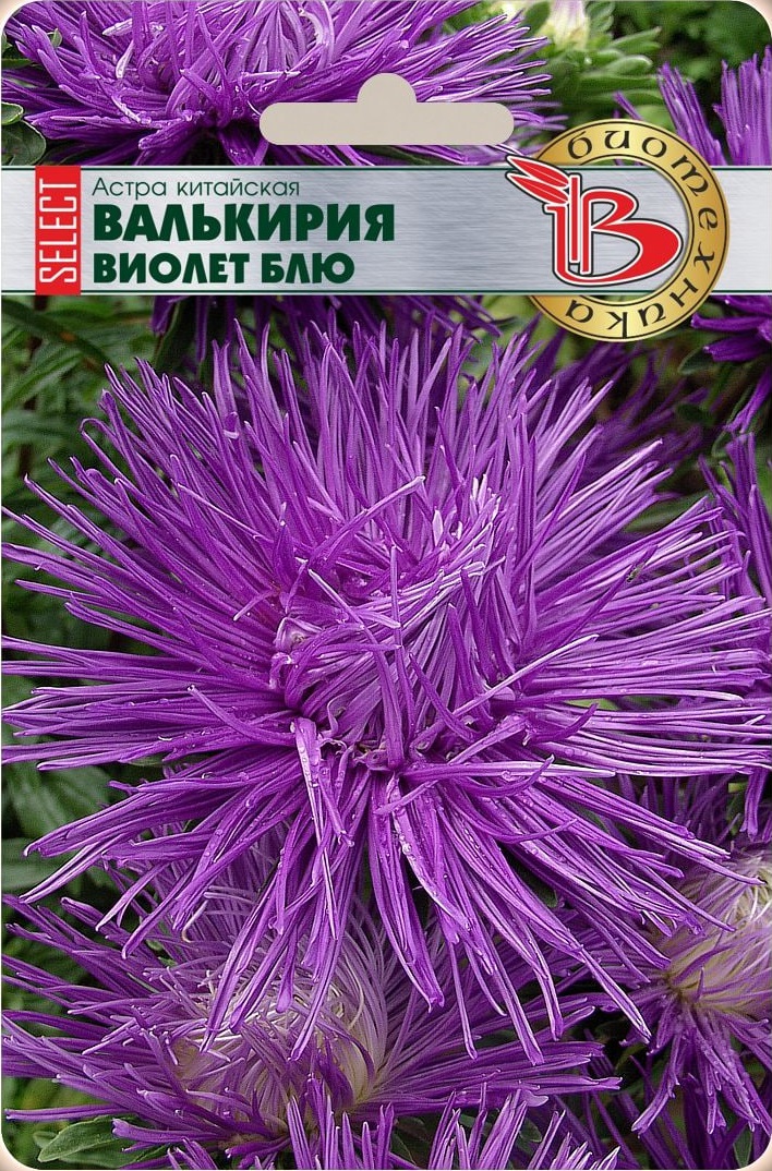 Астра Валькирия селект Виолет Блю 30 шт АгроСемФонд