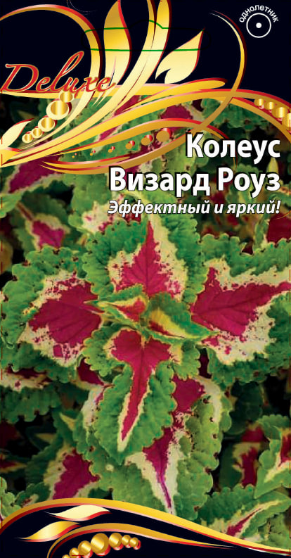 Колеус Визард Роуз 5 шт АгроСемФонд