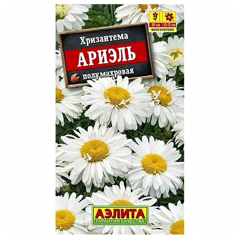 Хризантема Ариэль Аэлита
