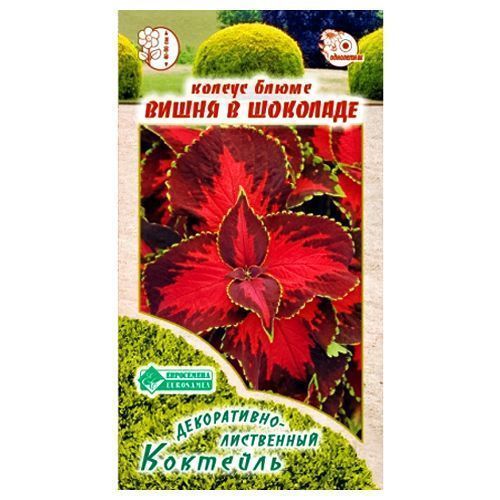 Колеус Блюме Вишня в шоколаде Евросемена