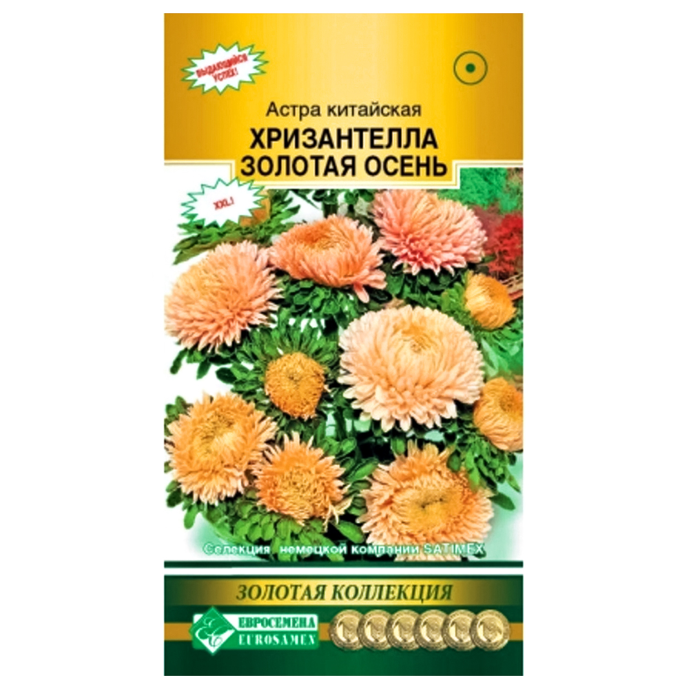Астра китайская Хризантелла Золотая осень Евросемена