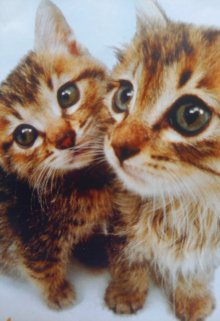 Любопытные котята litnet.com