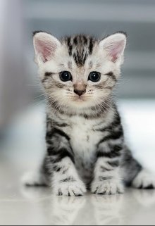 Котик Дюша и Ванюша litnet.com