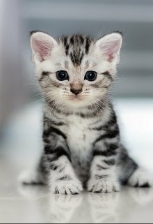 Котик Дюша был  веселым litnet.com