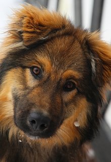 Где же ты, Альма? litnet.com