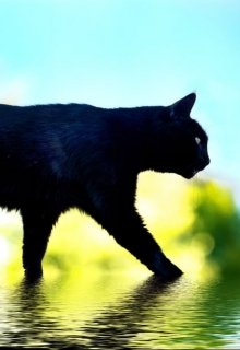 История о маленькой кошке, которая доверилась Дракону litnet.com