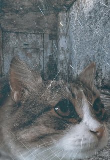 Джек. История бездомного кота. litnet.com