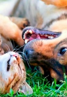 Котопёс Шипа litnet.com