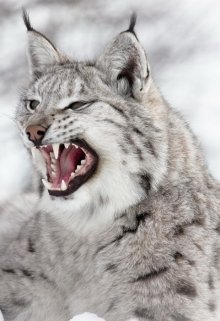 Айна - Дочь Звезд litnet.com