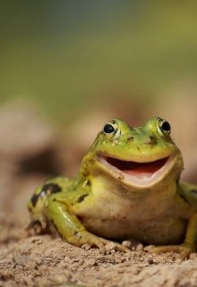 Лягушка по-соседству. litnet.com