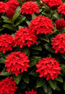 Ixora coccinea litnet.com