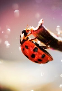 Лесное наводнение litnet.com