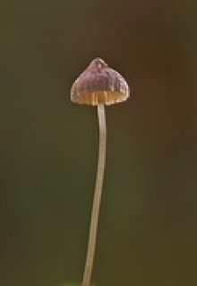 Мальчик с пальчик litnet.com
