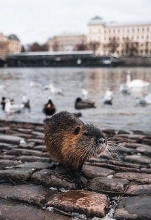 Жора из Праги litnet.com