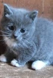 Катин Котя litnet.com