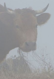 Коровы ели туман litnet.com