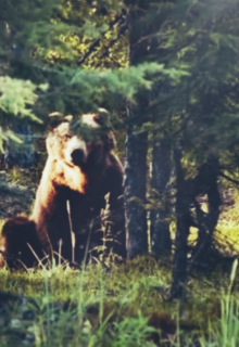 Незаметная Медведица, юного художника. litnet.com