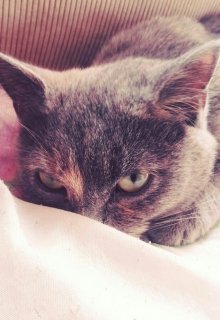 Мужик и кот litnet.com