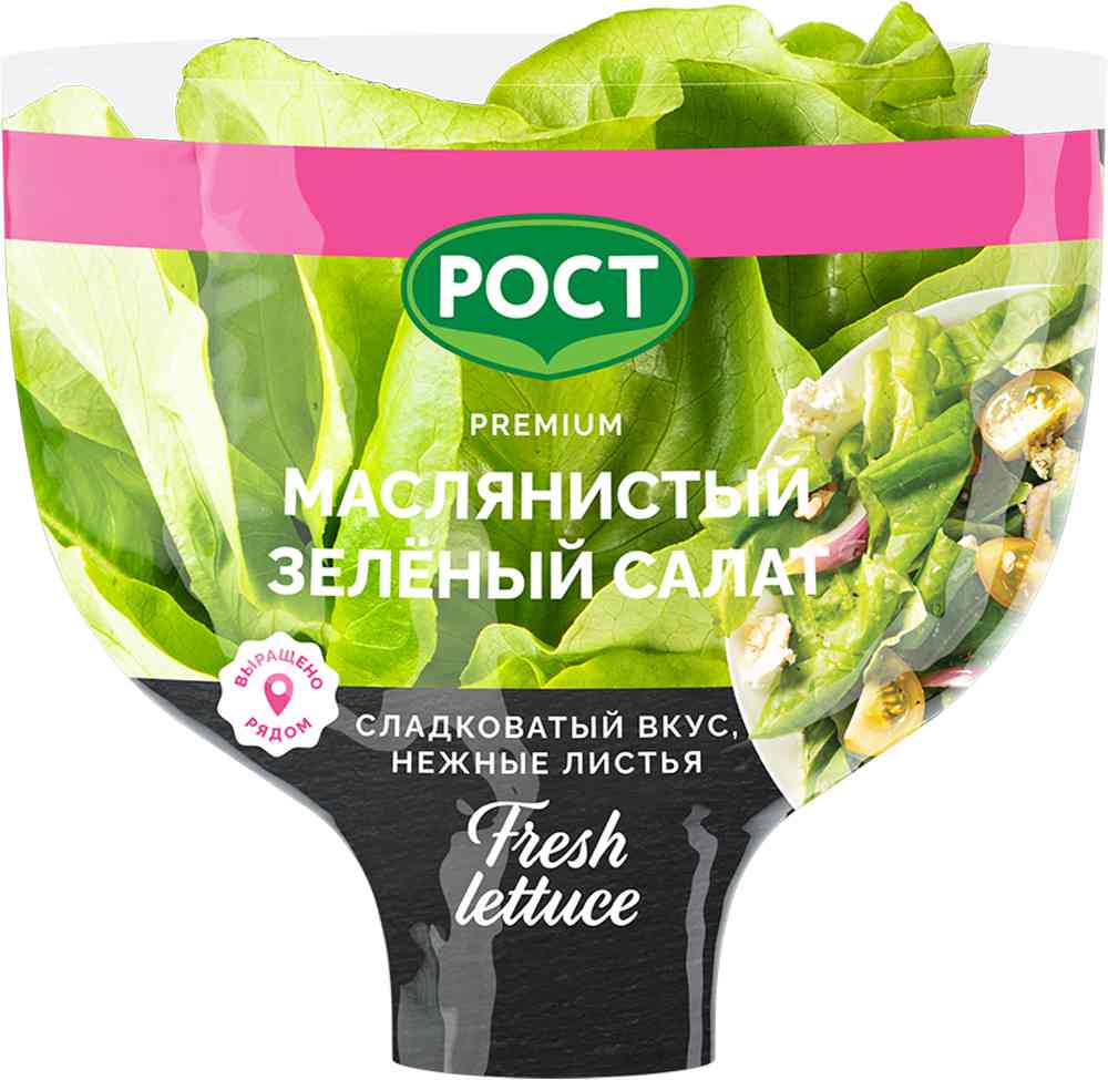 Салат латук маслянистый Рост зелёный в горшочке