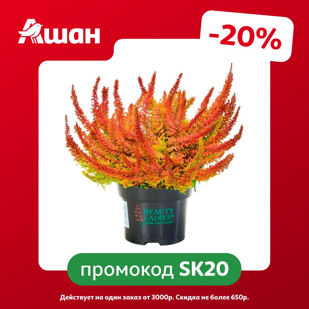 Саженцы вересковых кустарников Эрика Карнея в горшке d 11 h 15-22 см, 1 шт
