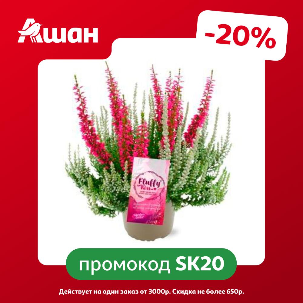 Саженцы декоративно-лиственных кустарников Каллуна (Вереск) Флафи кисс в горшке d 11 h 15-22 см, 1 шт